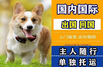 郑州市宠物托运公司郑州市宠物托运公司郑州市宠物托运公司