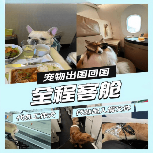 郑州市宠物托运到白俄罗斯宠物入境规定和要求